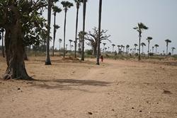 village en brousse (Sénégal)
