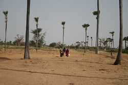 village en brousse (Sénégal)