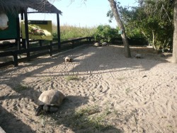 Le village des tortues de Noflaye (Sénégal)