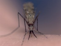 moustique, malaria/paludisme